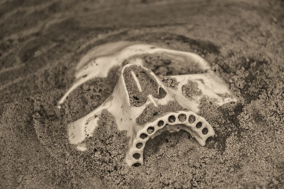 skull, death, fossil, teeth, sand, dead, halloween, horror