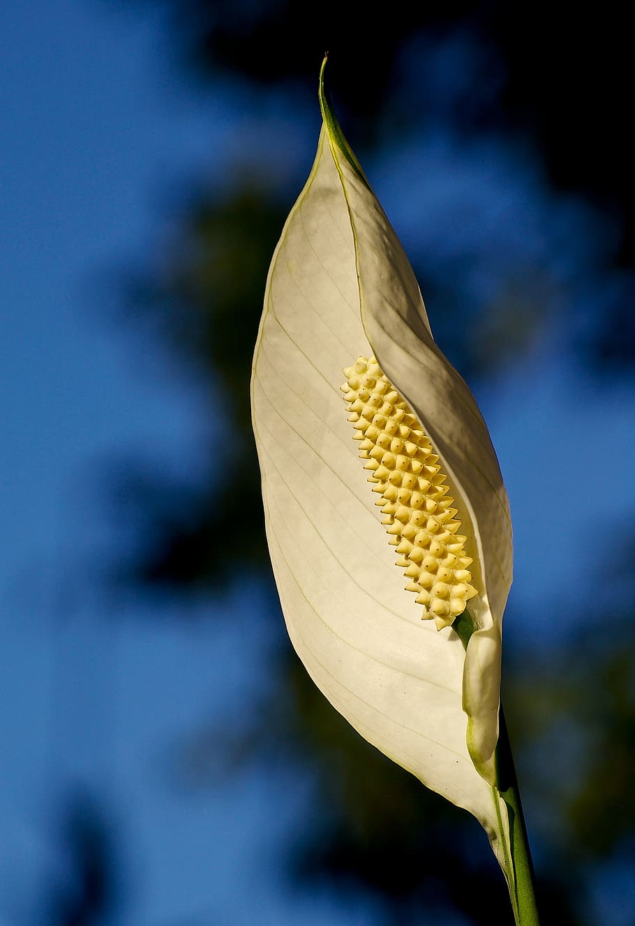 White, Flower, Bloom, Blue, Sky, contrast, bright, australia HD wallpaper