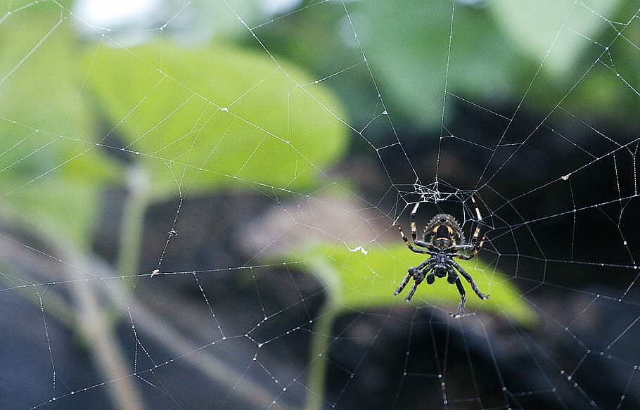 black and gray spider on web, black spider on web, cobweb, leaf HD wallpaper
