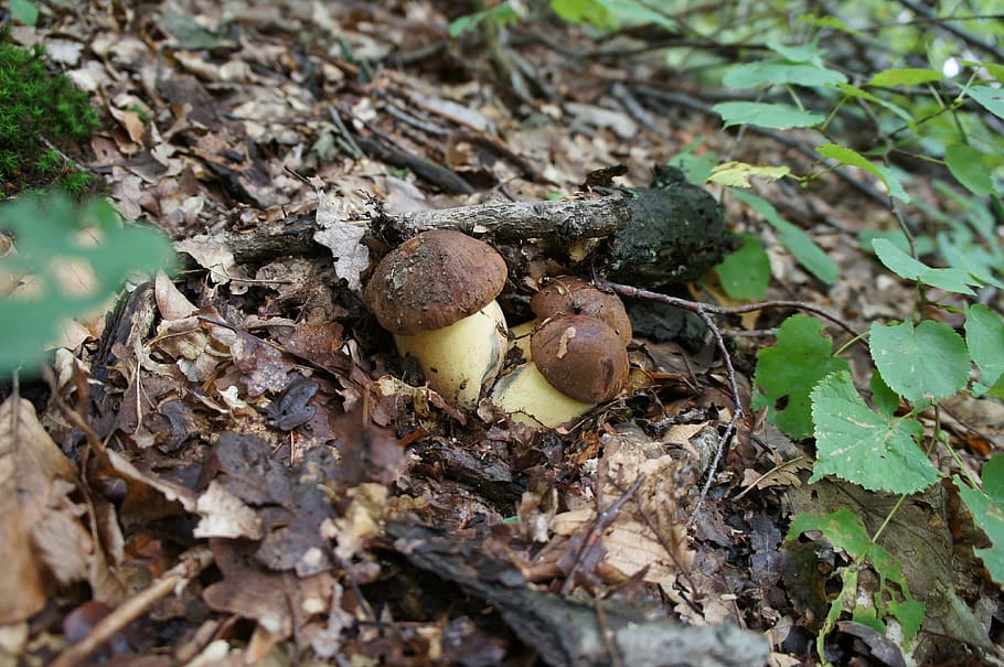 dubáky, wild mushrooms, forest, land, leaf, nature, food, growth HD wallpaper