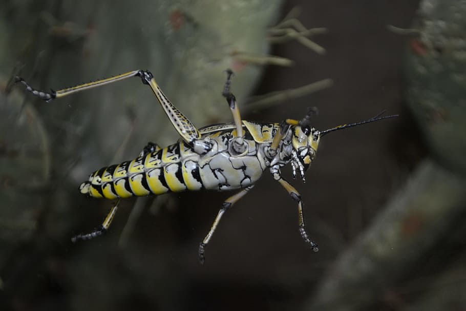 grasshopper, bug, cricket, insect, nature, locust, window, bug on window HD wallpaper