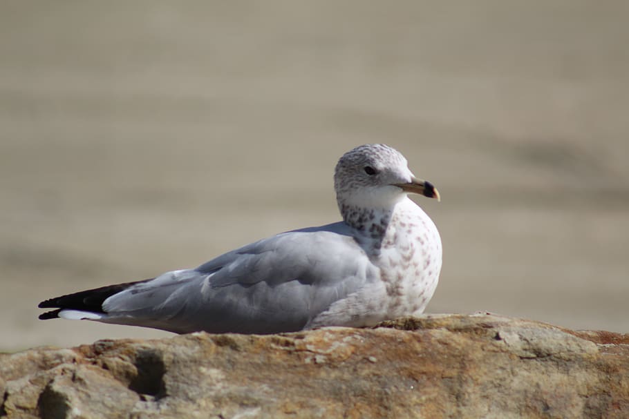 gull, seagull, plumage, beach, bird, animal themes, animals in the wild HD wallpaper