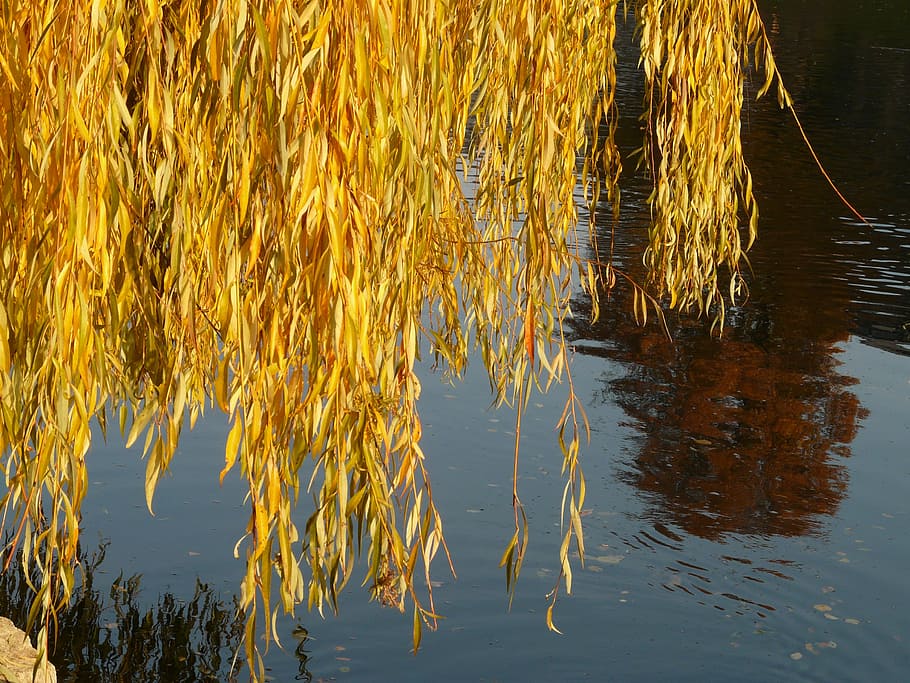 willow leaves, silver willow, salix alba, pasture, water, coloring