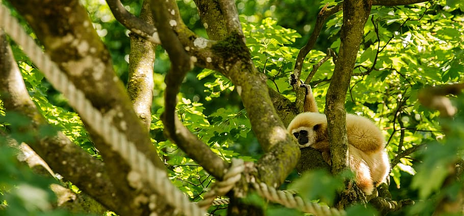 gibbon, white-handed gibbon, monkey, primate, tree, sit, rest, HD wallpaper