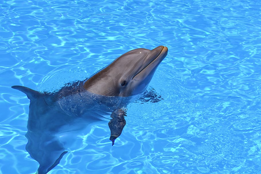 dolphin with head sticking out of water during daytime, closeup photo of dolphin on body of water HD wallpaper