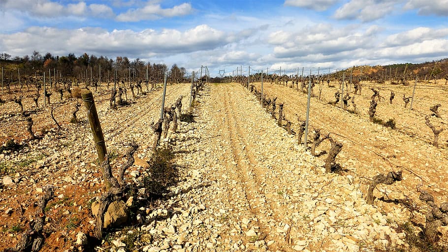 nature, landscape, vine, plows, winter, sky, dry, outdoor, field HD wallpaper