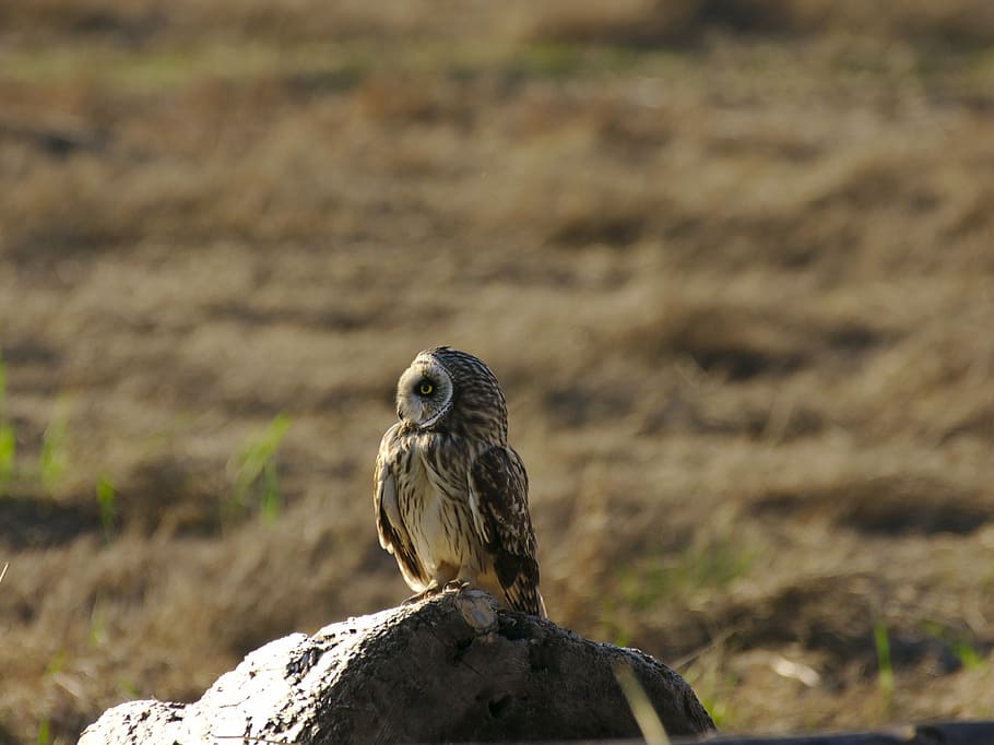 gray and black owl on gray rock, brown owl on rock, bird, feathers HD wallpaper