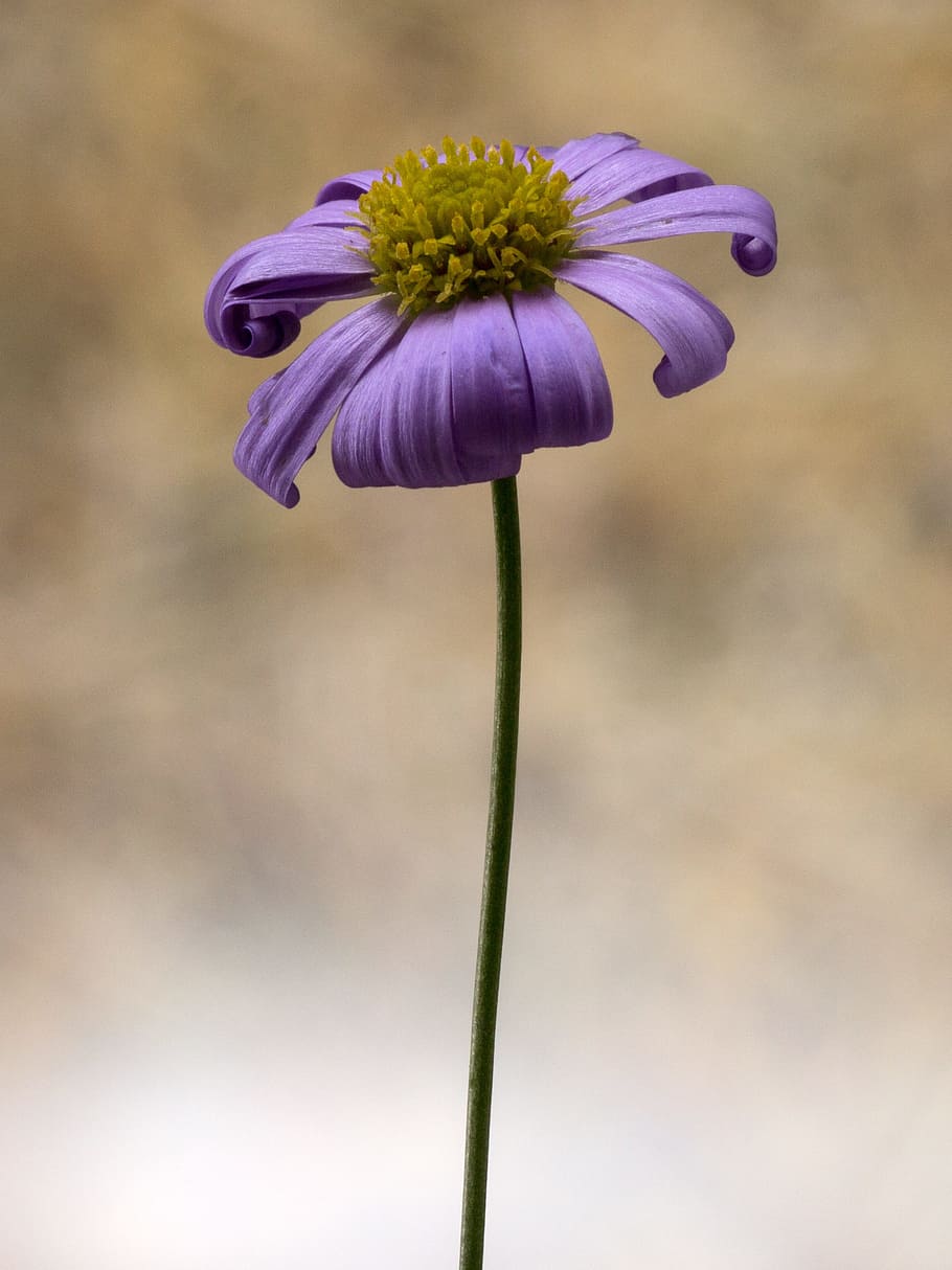 flower, small, macro, violet, spring, flowering plant, vulnerability HD wallpaper