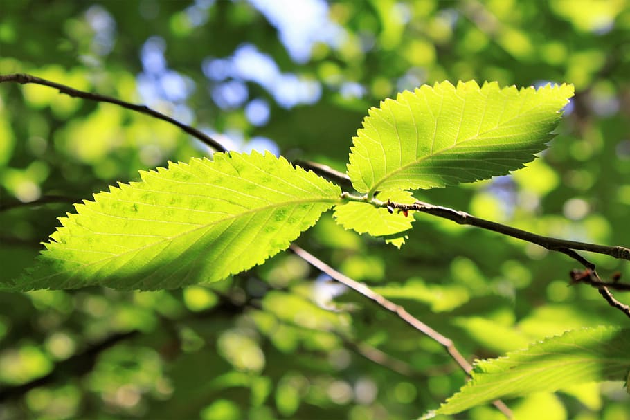 leaf, branches, green, foliage, garden, summer, nature, tree HD wallpaper