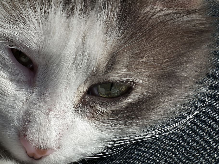 Cat, Pet, Cute, Animals, Kitty, scott, sleepy cat, lethargic HD wallpaper