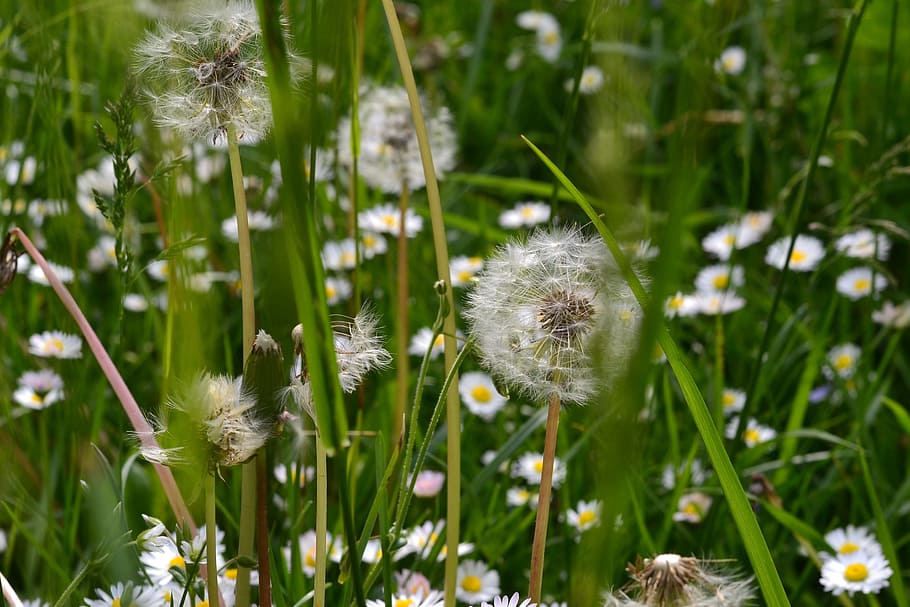 Dandelion, Meadow, Nature, summer, green, blossom, bloom, fly HD wallpaper