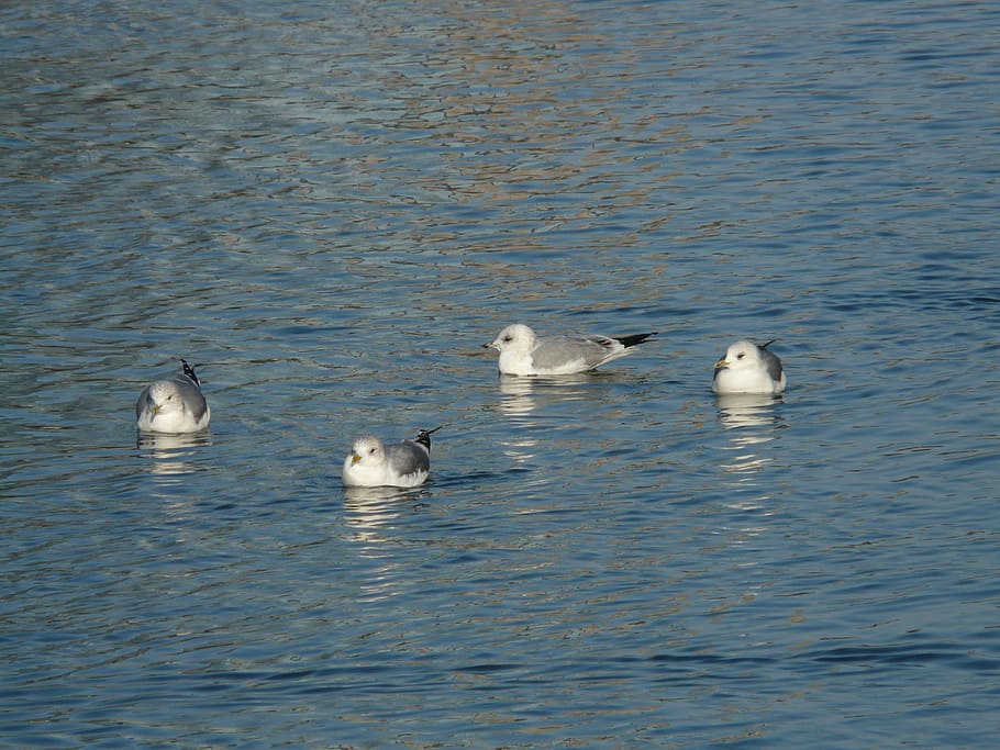 gulls, water, swim, group, group of animals, waterfront, bird HD wallpaper