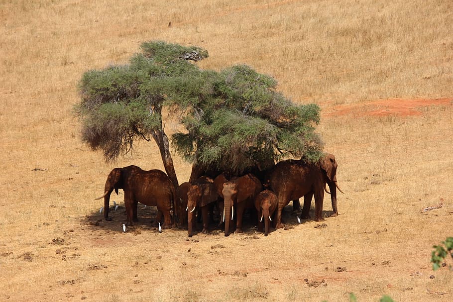 gray elephants under green tree, safari, africa, kenya, tsavo, HD wallpaper