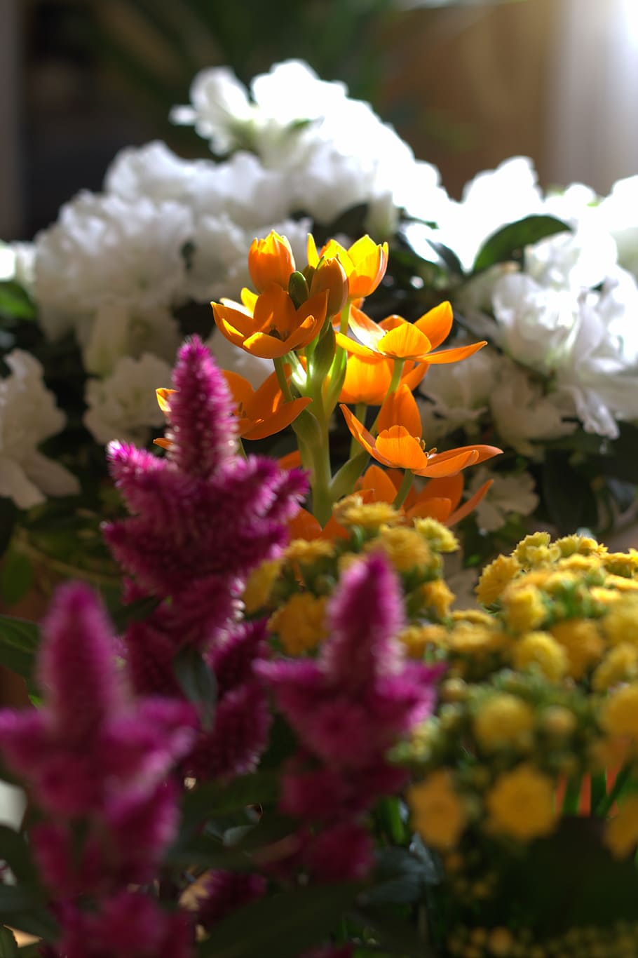flower, spring, seedling, fresh, fragrant, colors, spring flowers HD wallpaper