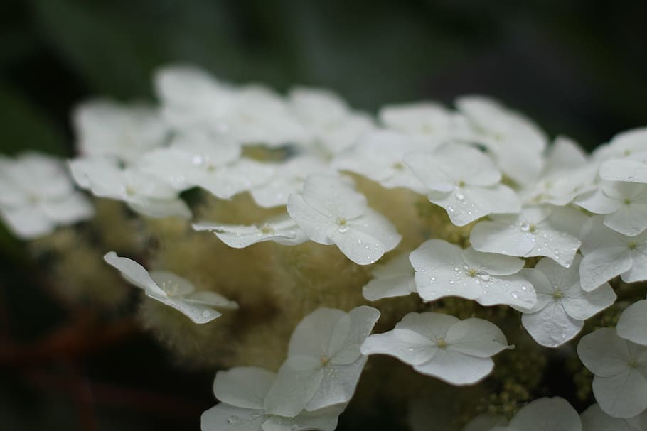 flowers, spring, garden, beauty in nature, flowering plant HD wallpaper