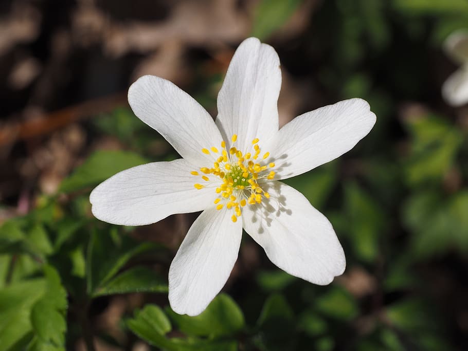 wood anemone, blossom, bloom, flower, white, anemone nemorosa