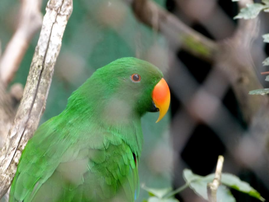Parrot, Green, Bird, Exotic, Tropical, feathers, beak, jungle HD wallpaper