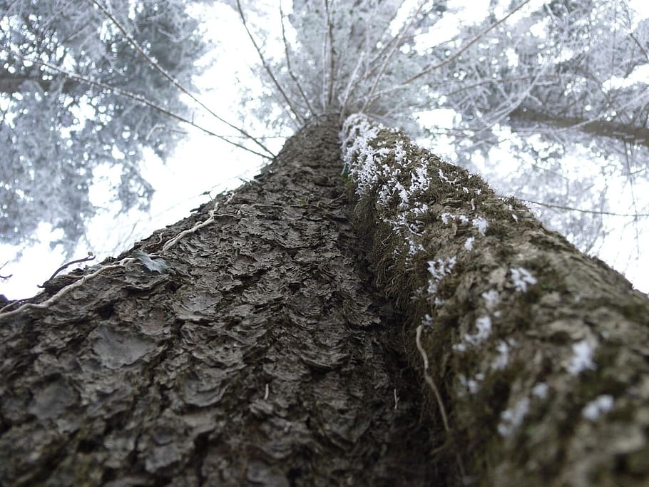 Tree, Sky, Landscape, Forest, tree trunk, nature, low angle view HD wallpaper