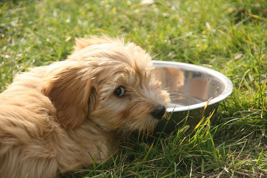 long-coated tan puppy prone lying on grass beside stainless steel bowl at daytime
