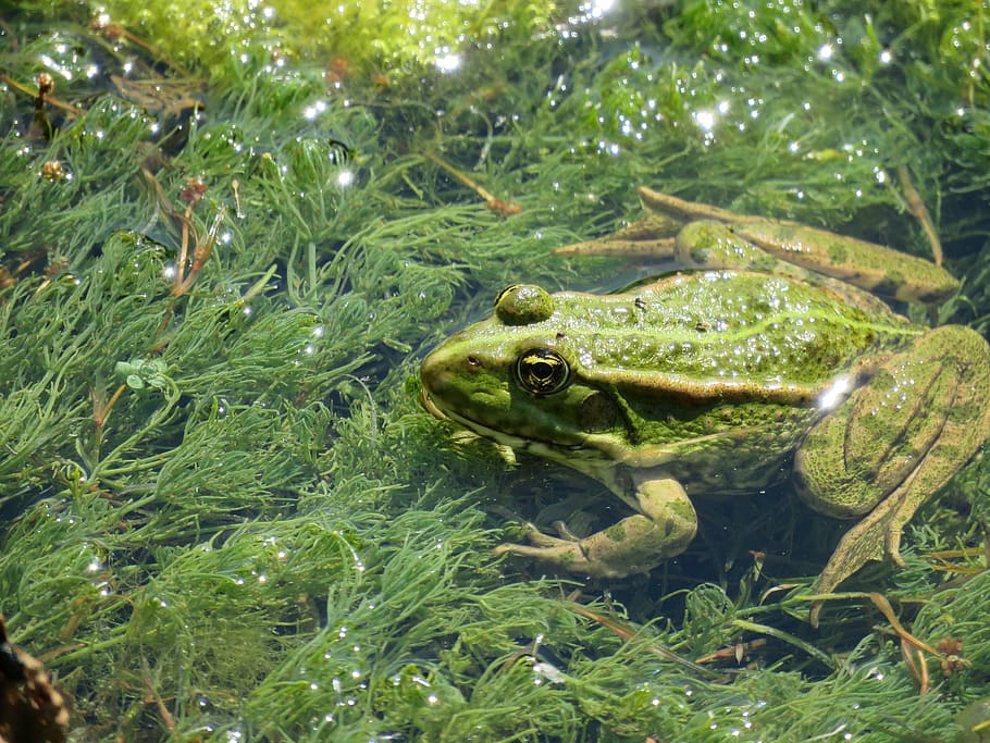 frog, mare, nature, pond, one animal, reptile, green color HD wallpaper