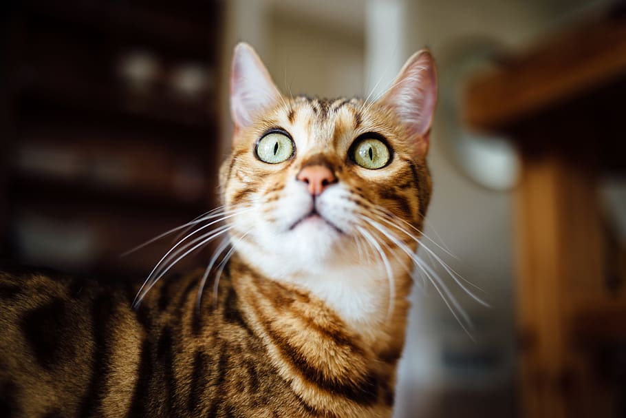shallow focus photography of short-coated brown cat, horizontal HD wallpaper