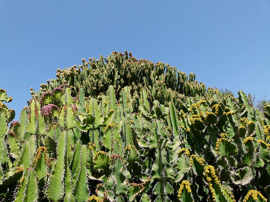 Cactus, Cacti, Plants, Clouds, sky, nature, outside, country HD wallpaper