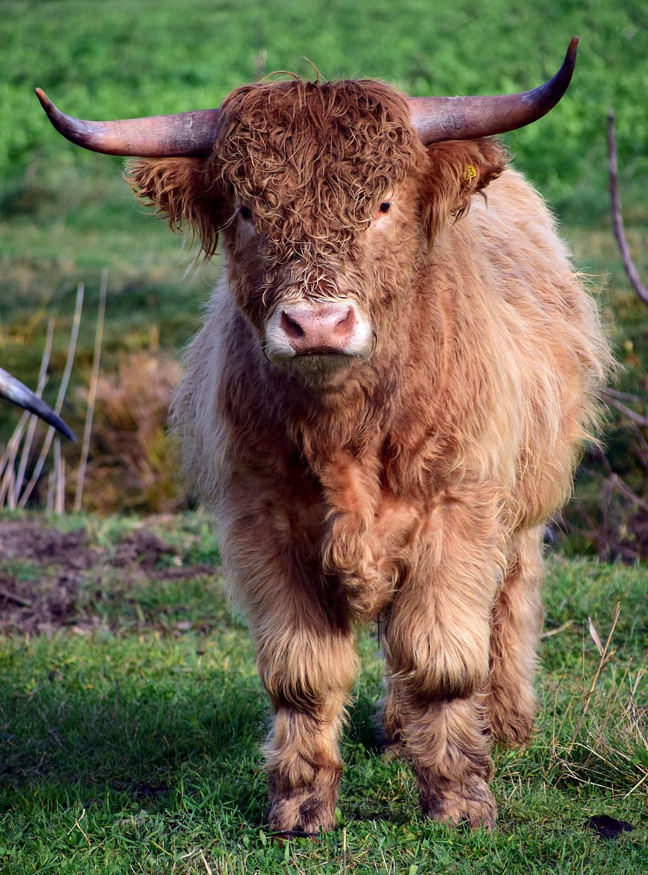 shallow focus photography of brown highland cattle, bull, boy HD wallpaper