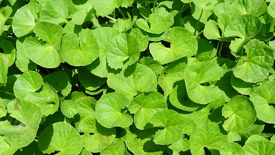 green leafed plant, herb, medicinal, indian pennywort, coinwort, HD wallpaper