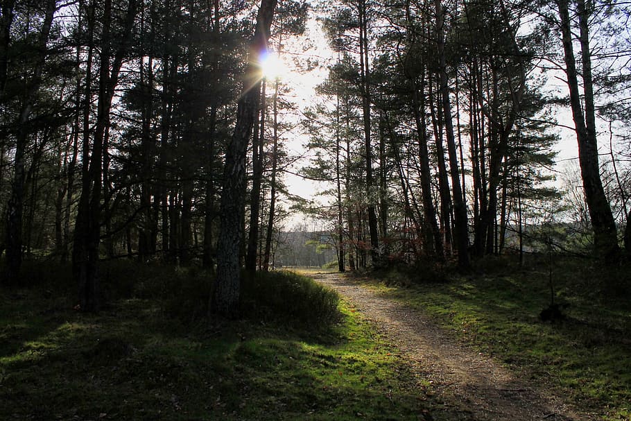 forest path, lane, back light, away, sunbeam, mood, atmosphere HD wallpaper