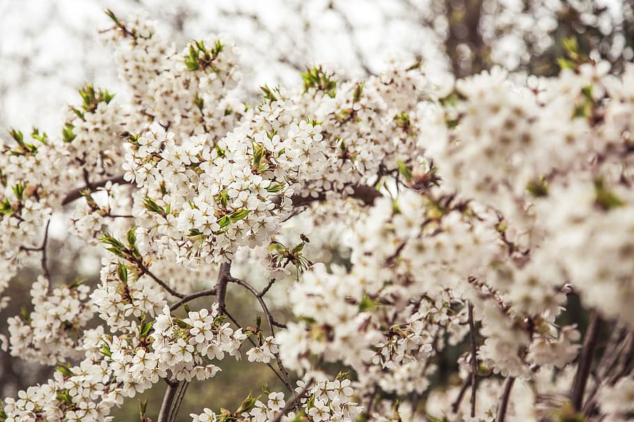 selective photo of white petaled flower, shallow focus photography of white flowers during daytime HD wallpaper