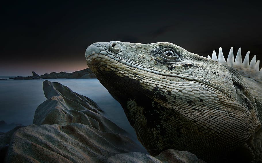 gray bearded dragon, iguana, reptile, lizard, monitor, scaly, HD wallpaper