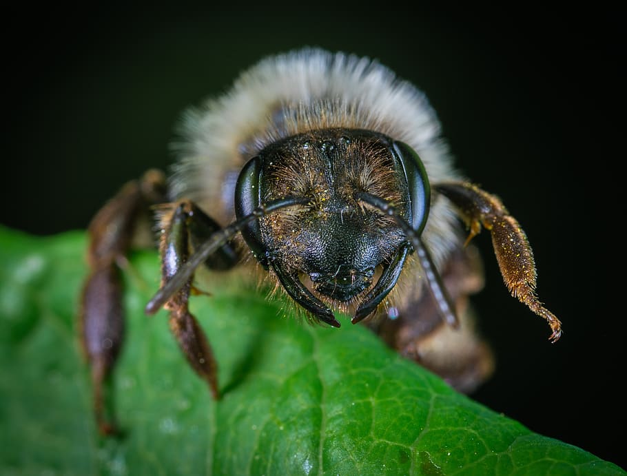 bee, macro, insect, sheet, invertebrate, animal themes, animal wildlife HD wallpaper