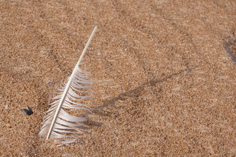 Feather, Beach, Sea, nature, sand, close-up, one animal, animals in the wild HD wallpaper