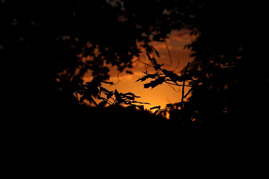 Forest, Sunset, Leaves, Tree, Sky, environment, evening, woods HD wallpaper