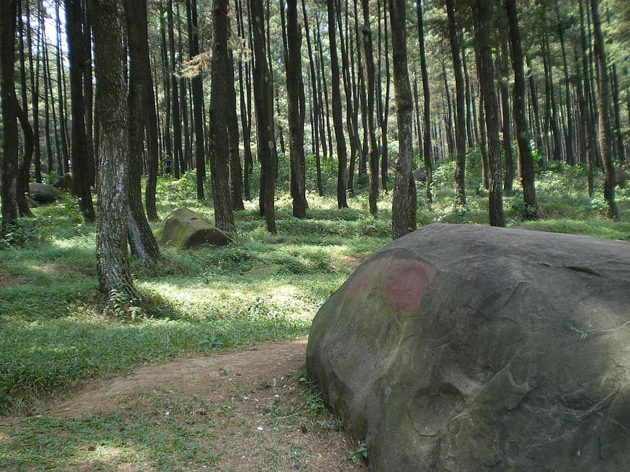 stone, forest, trees, land, plant, trunk, tree trunk, growth HD wallpaper