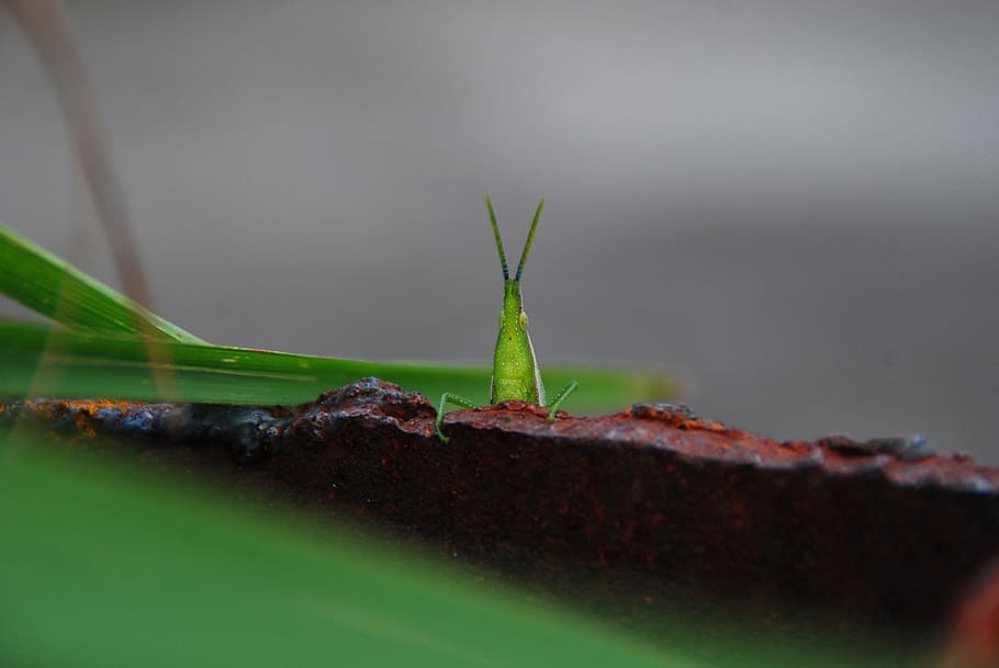 grasshopper, bug, insect, green, nature, wildlife, animal, antenna HD wallpaper