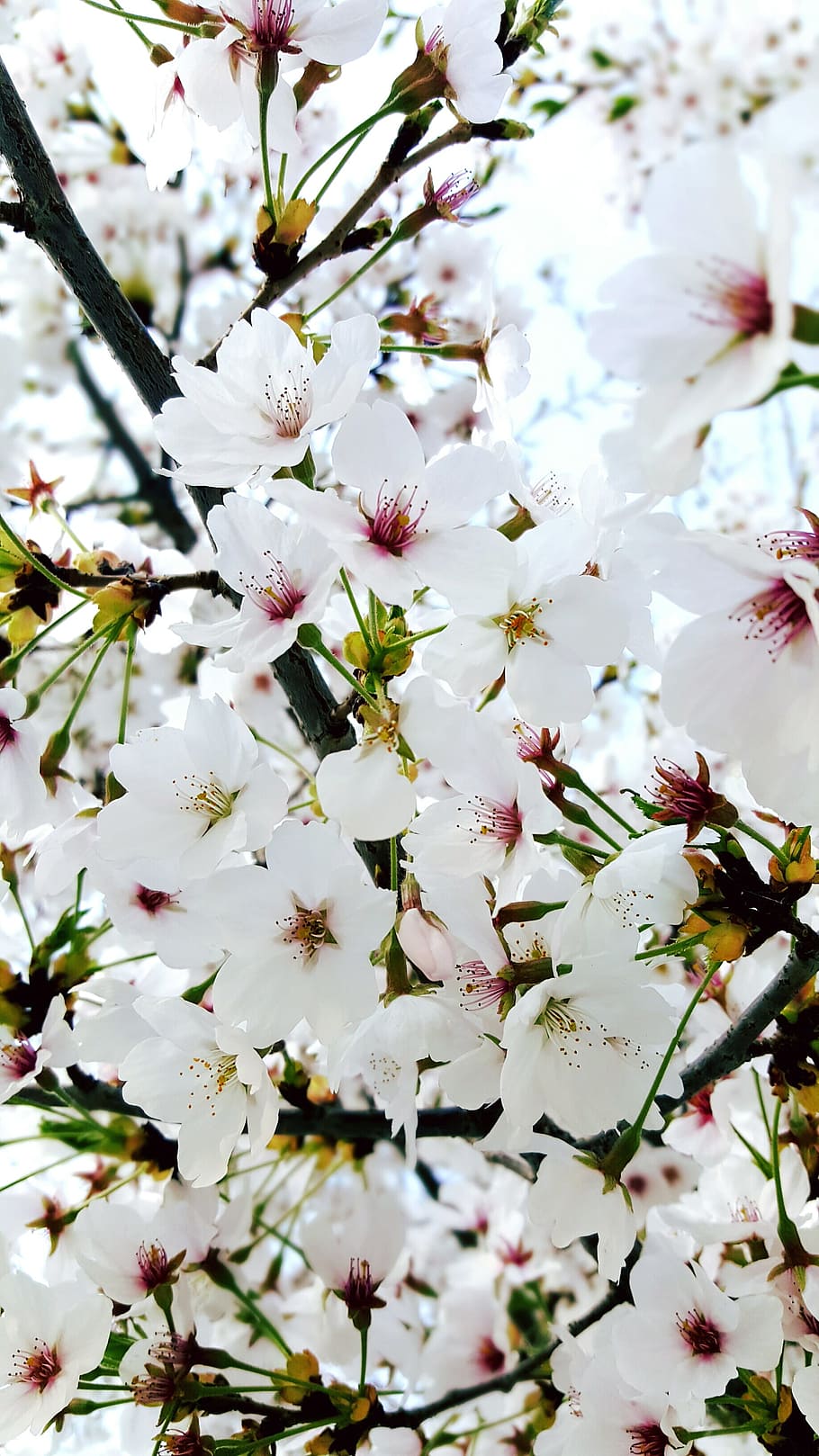 flowers, cherry tree, quarter, plants, wood, nature, season HD wallpaper