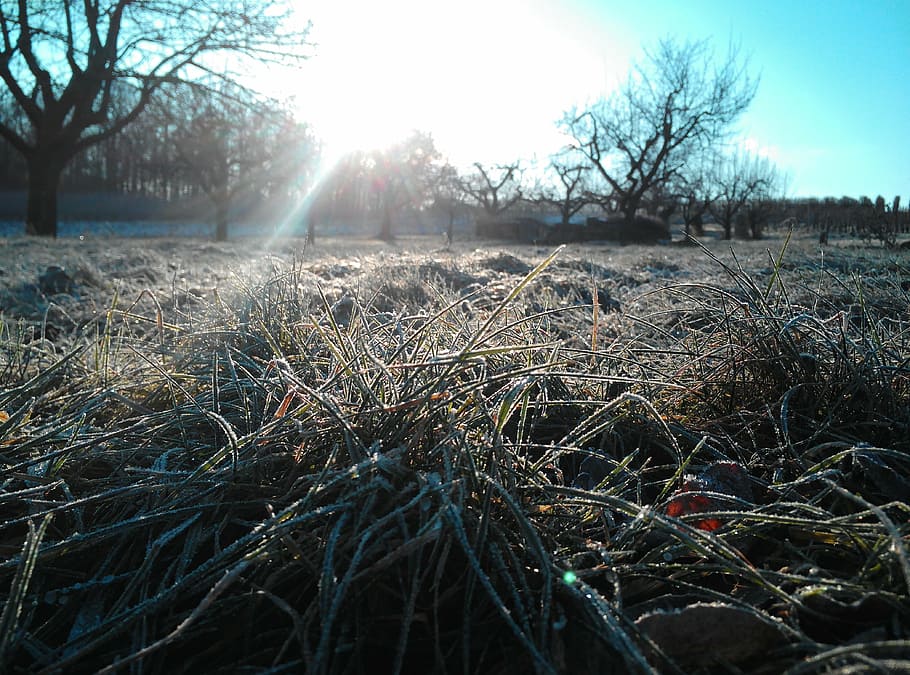 frost, meadow, grass, winter, morning, plant, tree, sky, tranquility HD wallpaper