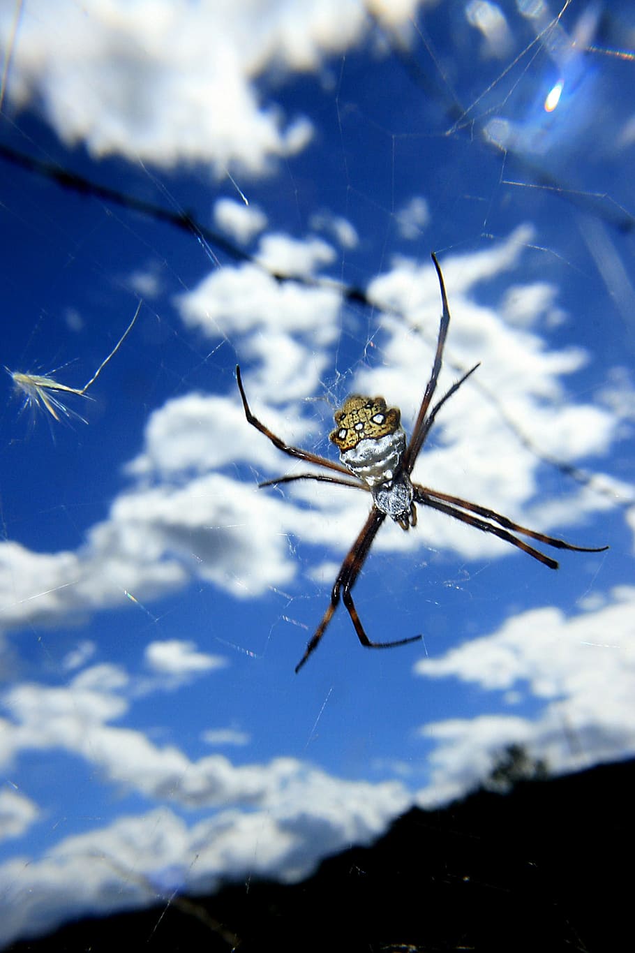 Spider, Arachnid, Predator, nature, animal, outdoors, carnivore HD wallpaper