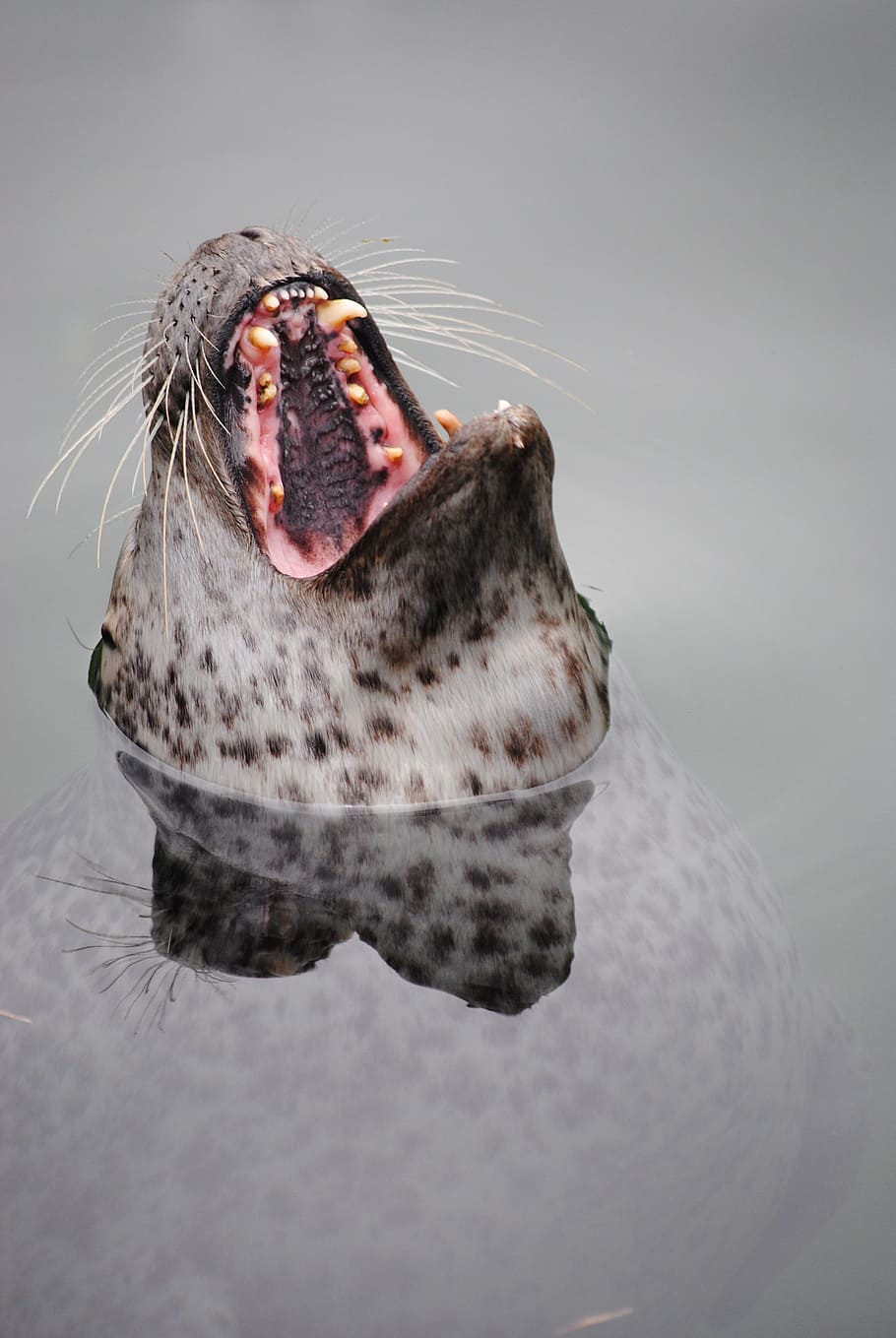 white and brown animal in body of water during daytime, seal HD wallpaper