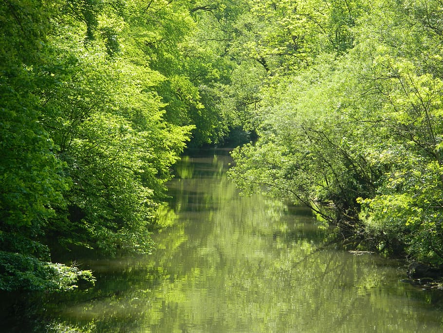 Natural flow. Природа вода деревья романтичный. Картинки на фон темные в зеленых тонах. Nature Flow.