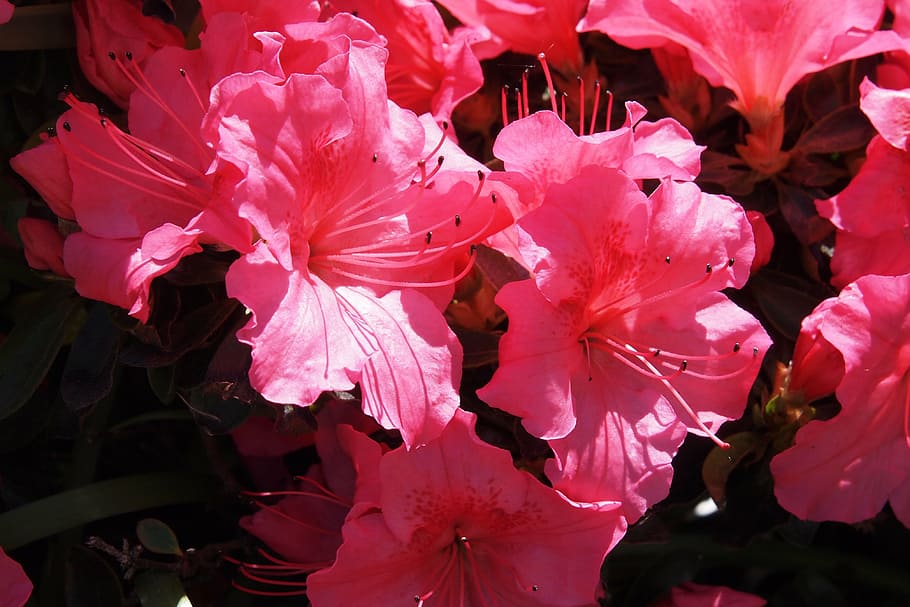 azalea, pink, flower, spring, bloom, blooming, flowering plant HD wallpaper