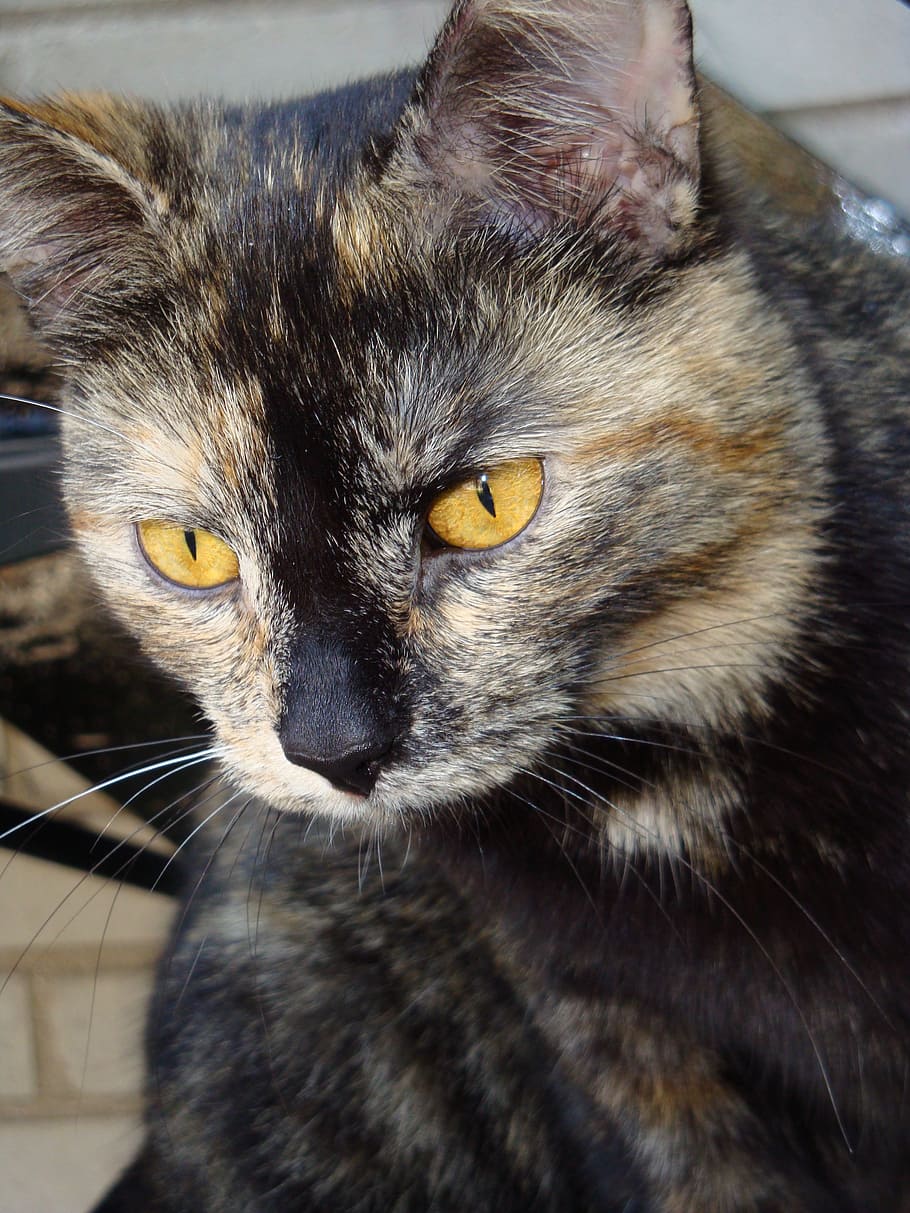 cat, look, pet, domestic cat, feline, pets, domestic animals HD wallpaper