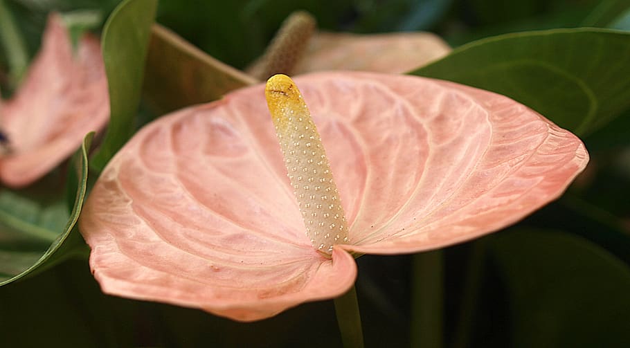 leaf, nature, flower, flora, desktop, plant, close-up, freshness HD wallpaper