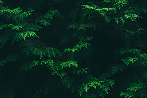 green pine trees, color, conifer, environment, flora, foliage HD wallpaper