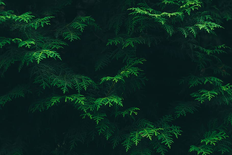 green pine trees, color, conifer, environment, flora, foliage HD wallpaper