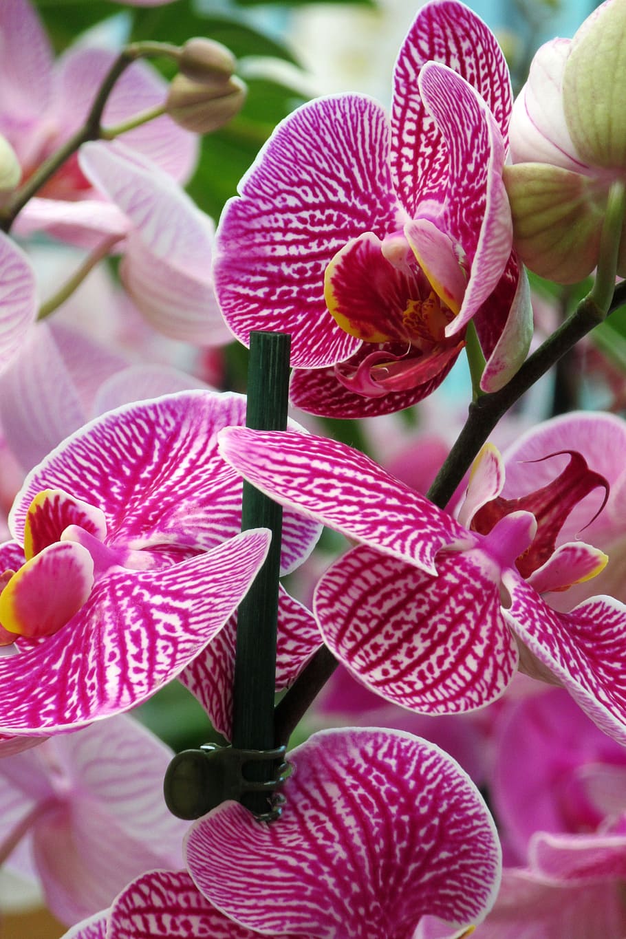 orchid, flower, close up, flowering plant, beauty in nature HD wallpaper