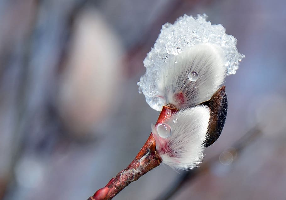 closeup photo of white flower, blossom, bloom, pussy willow, frost