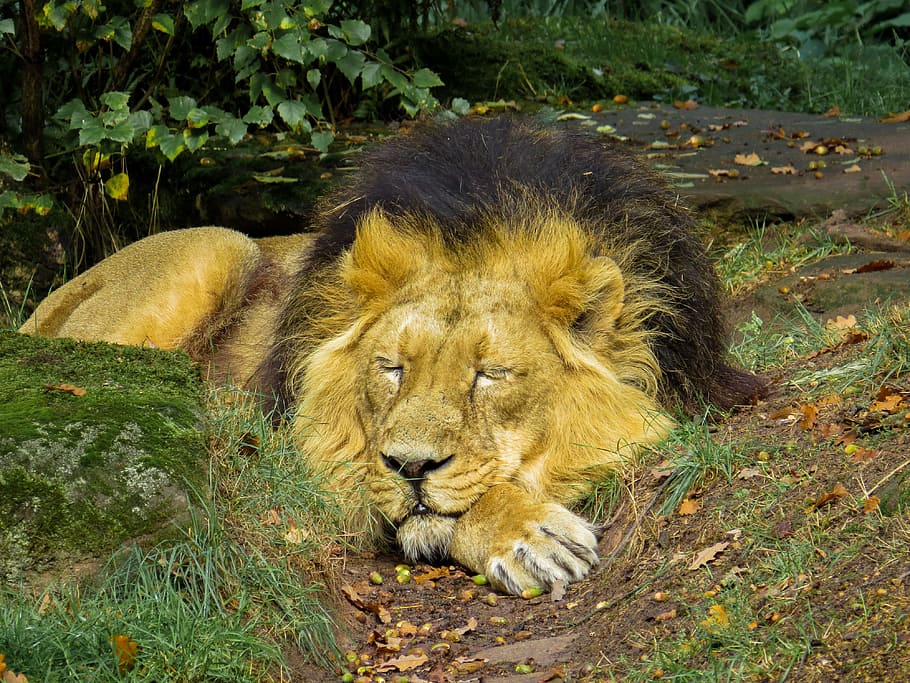 close up photo of lion sleeping, predator, cat, zoo, nuremberg HD wallpaper