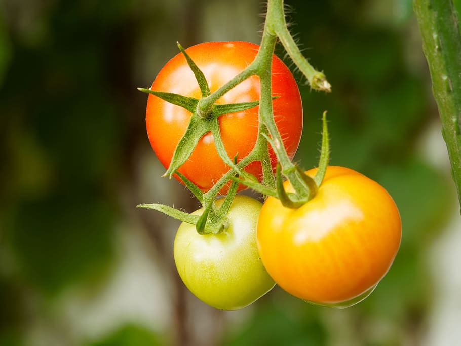 tomatoes, fruit, vegetables, power, red, fruits and vegetables HD wallpaper